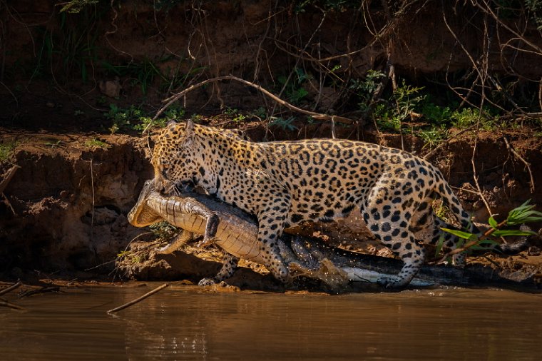 003 Noord Pantanal, jaguar.jpg
